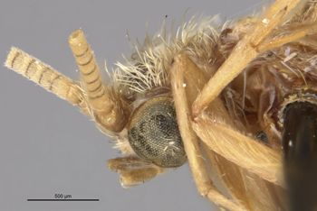 Media type: image;   Entomology 11540 Aspect: head lateral view